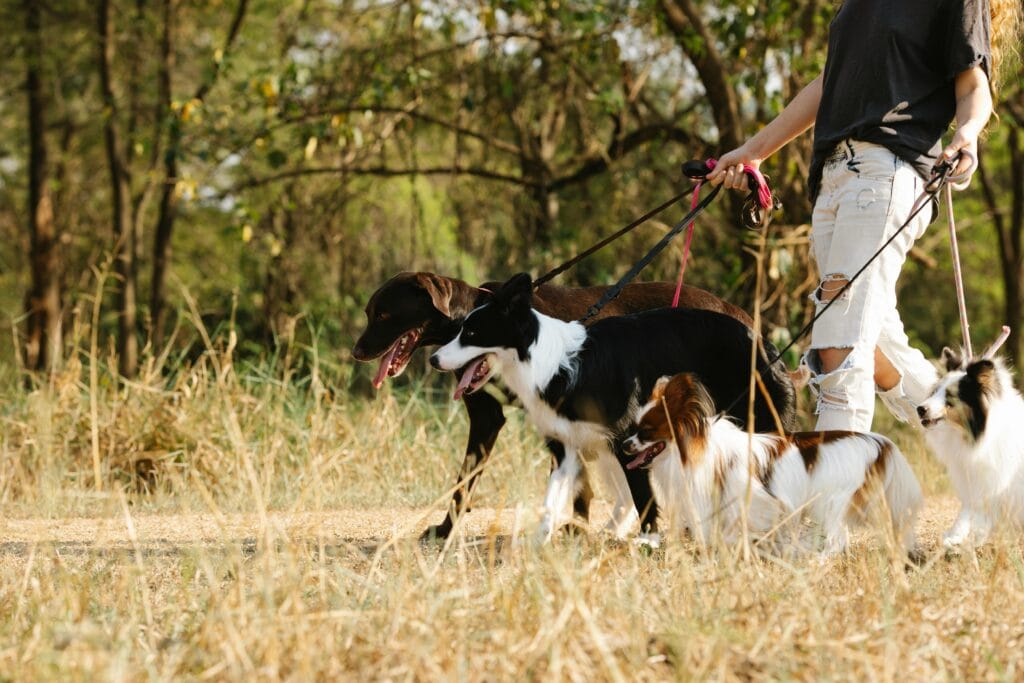 Do dog walkers need to pay tax in the UK?
